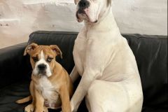 Raoul des Belles Truffes