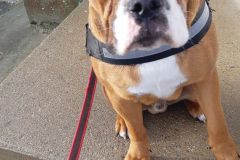 Rastapopoulos des Belles Truffes