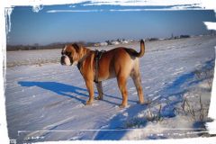 Raven des Belles Truffes