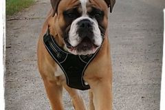 Raven des Belles Truffes