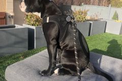 R'George des Belles Truffes