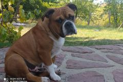 Rizzio des Belles Truffes