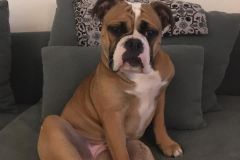 Romy des Belles Truffes