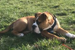 Rufus des Belles Truffes