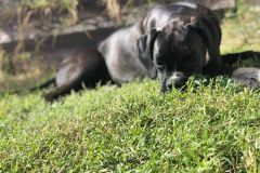 Rage des Belles Truffes