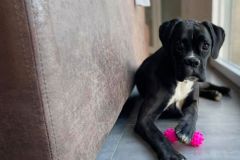 Rage des Belles Truffes