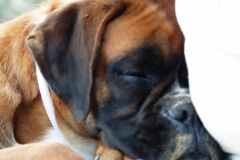 Les Belles Truffes - Boxer - Femelle - Jir Pia G'Olda