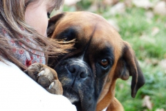 Les Belles Truffes - Boxer - Femelle - Jir Pia G'Olda