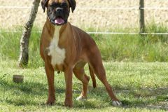 Les Belles Truffes - Boxer - Femelle - Jir Pia G'Olda