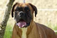 Les Belles Truffes - Boxer - Femelle - Jir Pia G'Olda