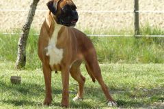 Les Belles Truffes - Boxer - Femelle - Jir Pia G'Olda