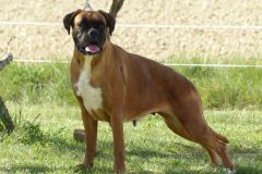 Les Belles Truffes - Boxer - Femelle - Jir Pia G'Olda