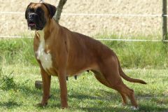Les Belles Truffes - Boxer - Femelle - Jir Pia G'Olda
