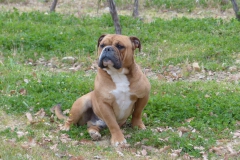 Les Belles Truffes - Bulldog Continental - Mâle - Nash des Sources Sacrées