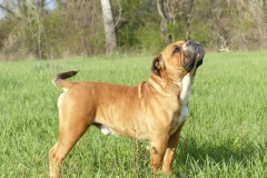 Les Belles Truffes - Bulldog Continental - Mâle - Nash des Sources Sacrées