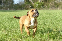 Les Belles Truffes - Bulldog Continental - Mâle - Nash des Sources Sacrées