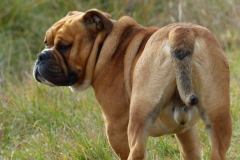 Les Belles Truffes - Bulldog Continental - Mâle - Nash des Sources Sacrées