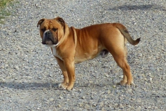 Les Belles Truffes - Bulldog Continental - Mâle - Nash des Sources Sacrées
