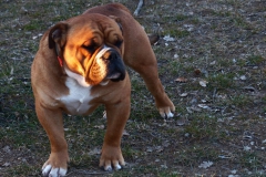Les Belles Truffes - Bulldog Continental - Mâle - Nash des Sources Sacrées