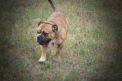 Les Belles Truffes - Bulldog Continental - Mâle - Nash des Sources Sacrées