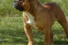 Les Belles Truffes - Bulldog Continental - Mâle - Nash des Sources Sacrées