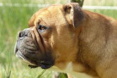 Les Belles Truffes - Bulldog Continental - Mâle - Nash des Sources Sacrées