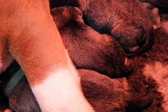 Les Belles Truffres - Nash & Pin'Up - Naissance 2020