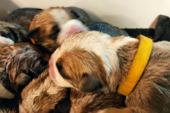 Les Belles Truffres - Nash & Pin'Up - Naissance 2020