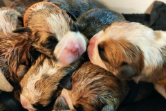 Les Belles Truffres - Nash & Pin'Up - Naissance 2020