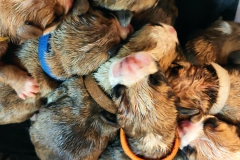 Les Belles Truffres - Nash & Pin'Up - Naissance 2020