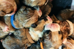 Les Belles Truffres - Nash & Pin'Up - Naissance 2020