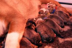 Les Belles Truffres - Nash & Pin'Up - Naissance 2020