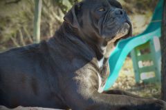 Les Belles Truffes - Bulldog Continental - Femelle - Never Say Good Bye des Jardins d’Eywa