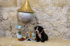 Sailor Moon des Belles Truffes