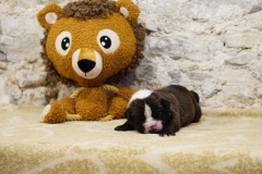 Sailor Moon des Belles Truffes