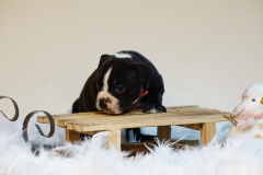 Sailor Moon des Belles Truffes