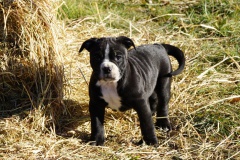 Sailor Moon des Belles Truffes