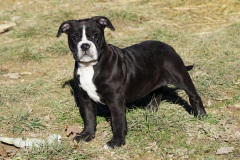 Sailor Moon des Belles Truffes