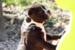 Sailor Moon des Belles Truffes