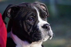 Sailor Moon des Belles Truffes