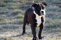 Sailor Moon des Belles Truffes