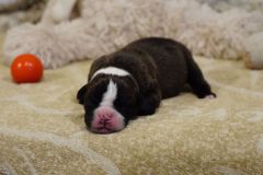 Sailor Moon des Belles Truffes