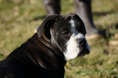 Sherry des Belles Truffes