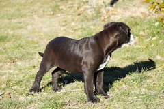 Sherry des Belles Truffes