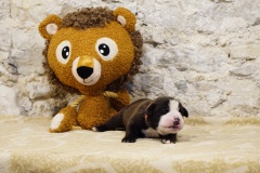 Sherry des Belles Truffes