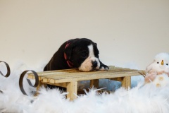 Sherry des Belles Truffes