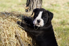 Sherry des Belles Truffes