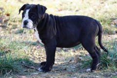 Sherry des Belles Truffes