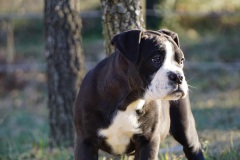 Sherry des Belles Truffes