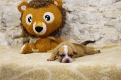 S'Alecto des Belles Truffes